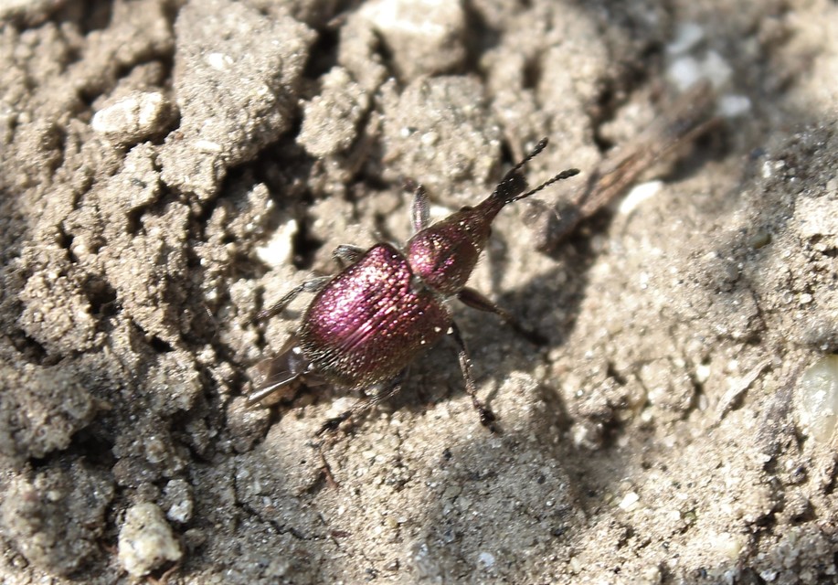 Rhynchites slovenicus - barázdásorrú-almaeszelény Rhynchites slovenicus - barázdásorrú-almaeszelény