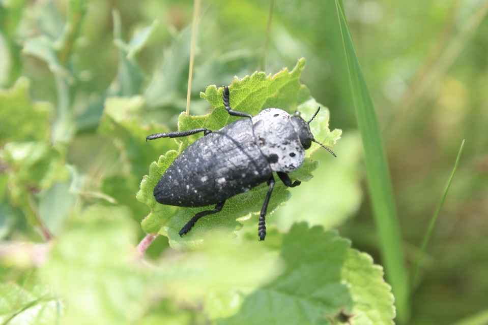 Capnodis tenebrionis - kökény-tükrösdíszbogár
