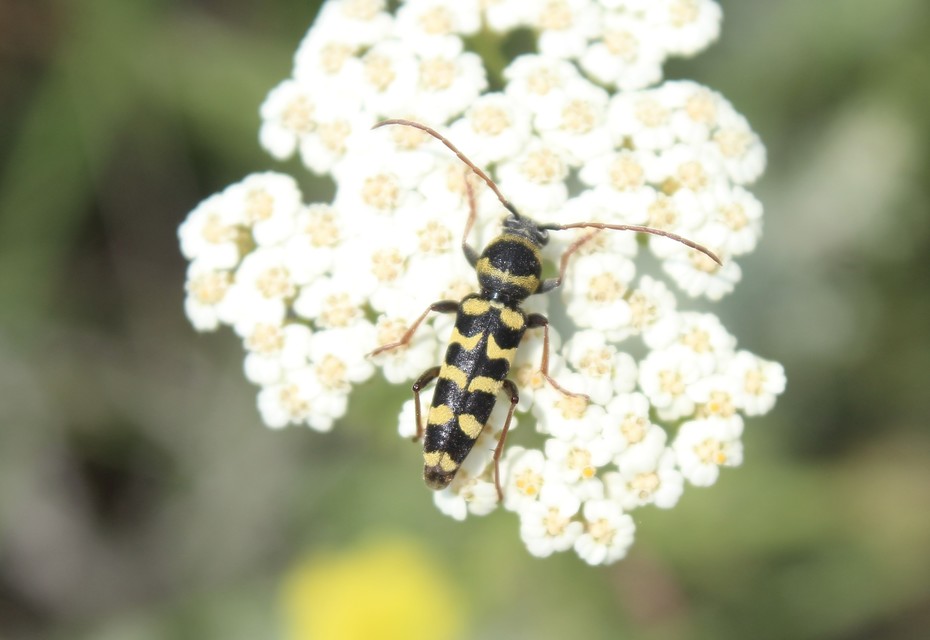 Echinocerus floralis - lucerna-darázscincér