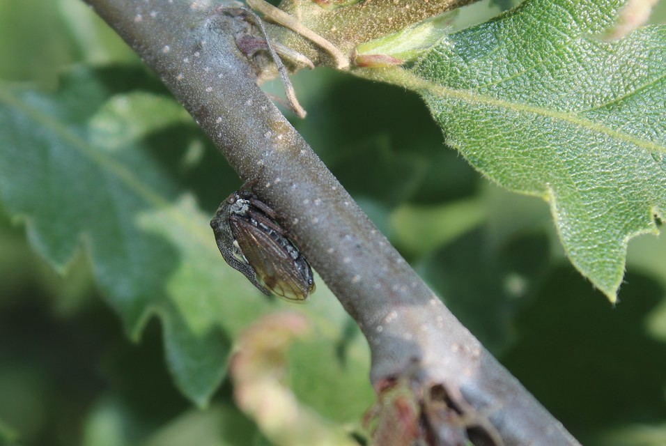 Centrotus cornutus - szarvaskabóca