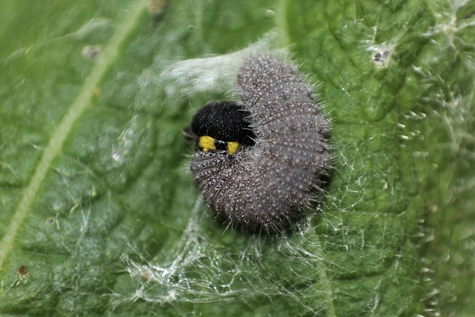 Carcharodus alceae - mályva-busalepke