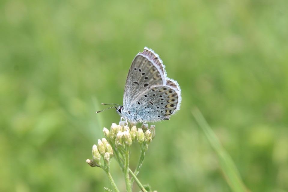 Plebejus argyrognomon - tintakék boglárka