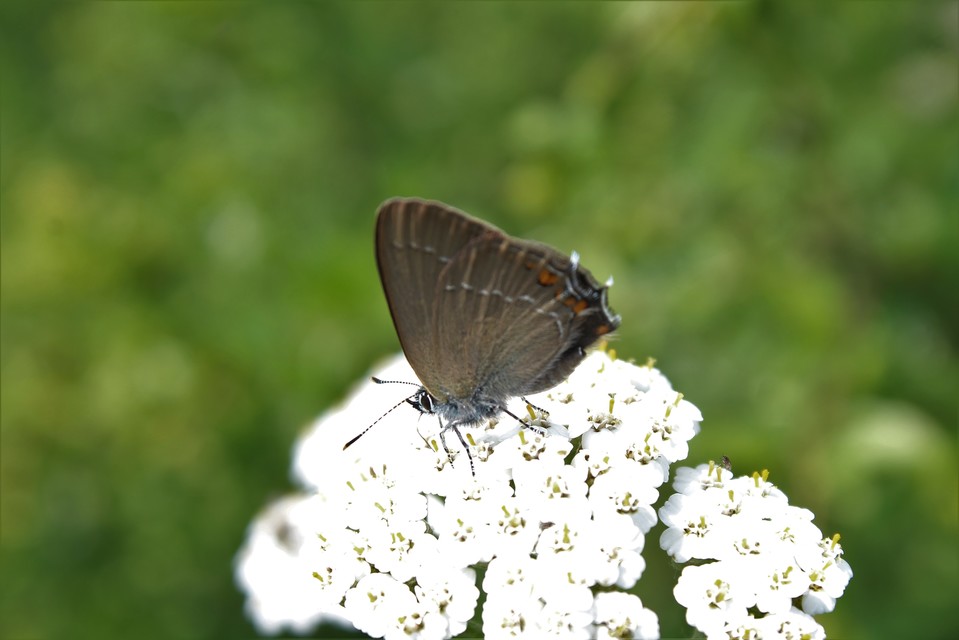 Satyrium acaciae - akác-csücsköslepke