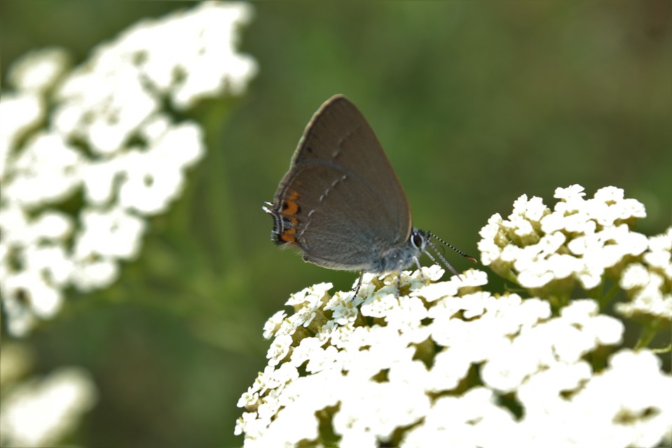 Satyrium acaciae - akác-csücsköslepke