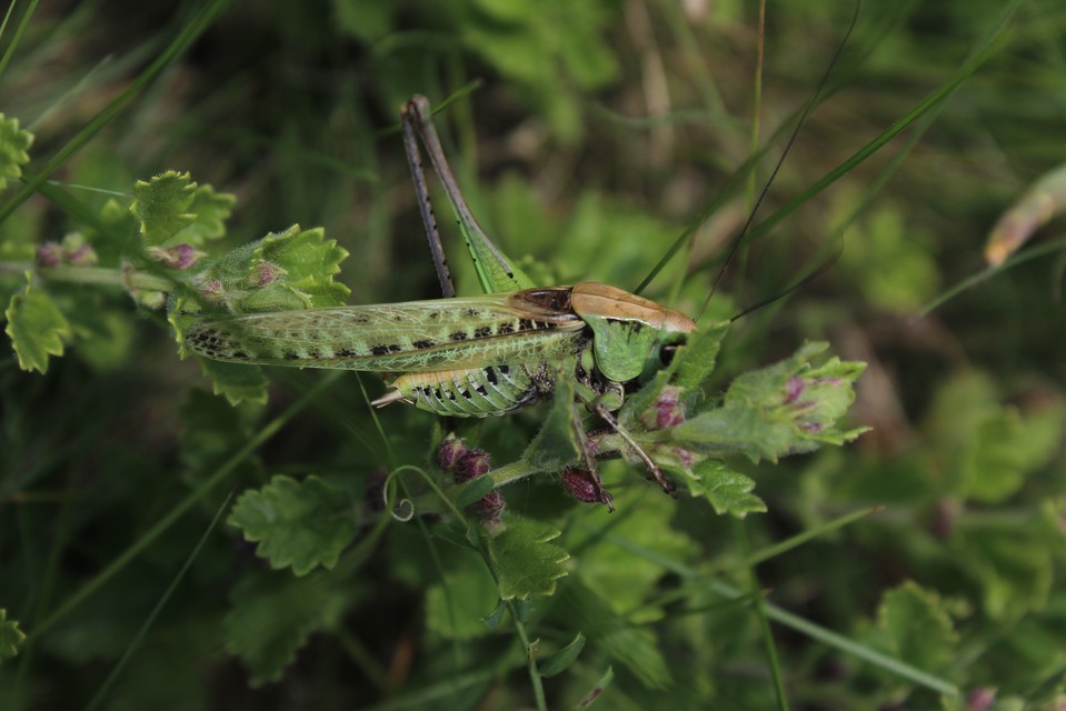 Decticus verrucivorus - szemölcsevő szöcske