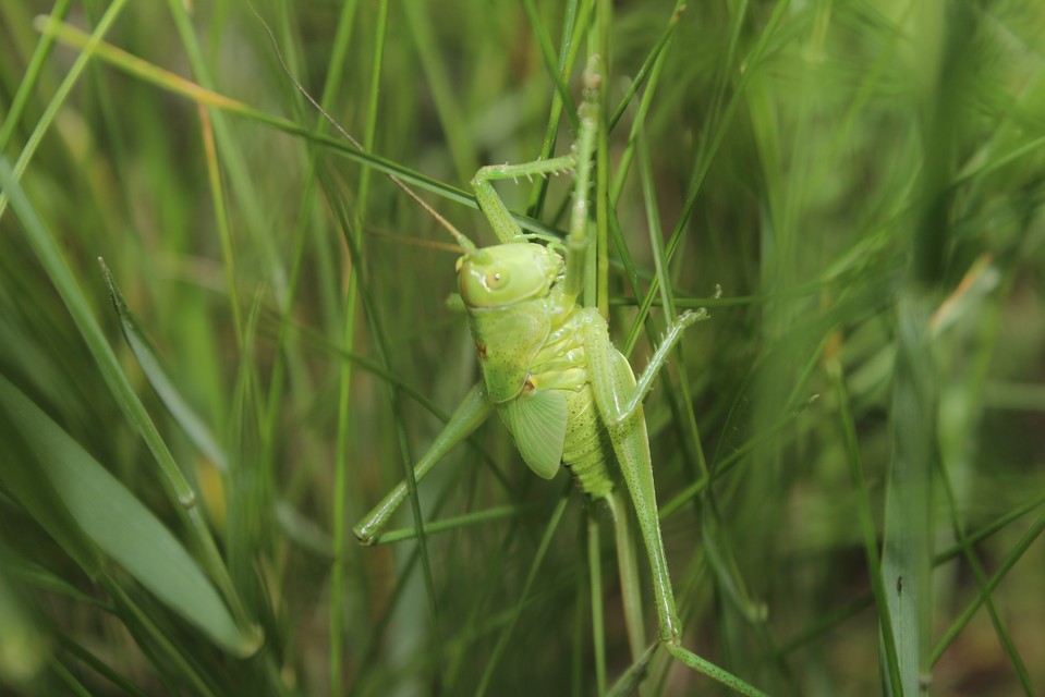 Tettigonia