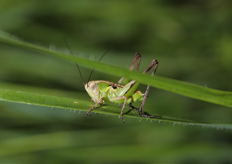 Platycleis