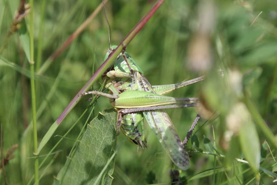 Decticus verrucivorus - szemölcsevő szöcske