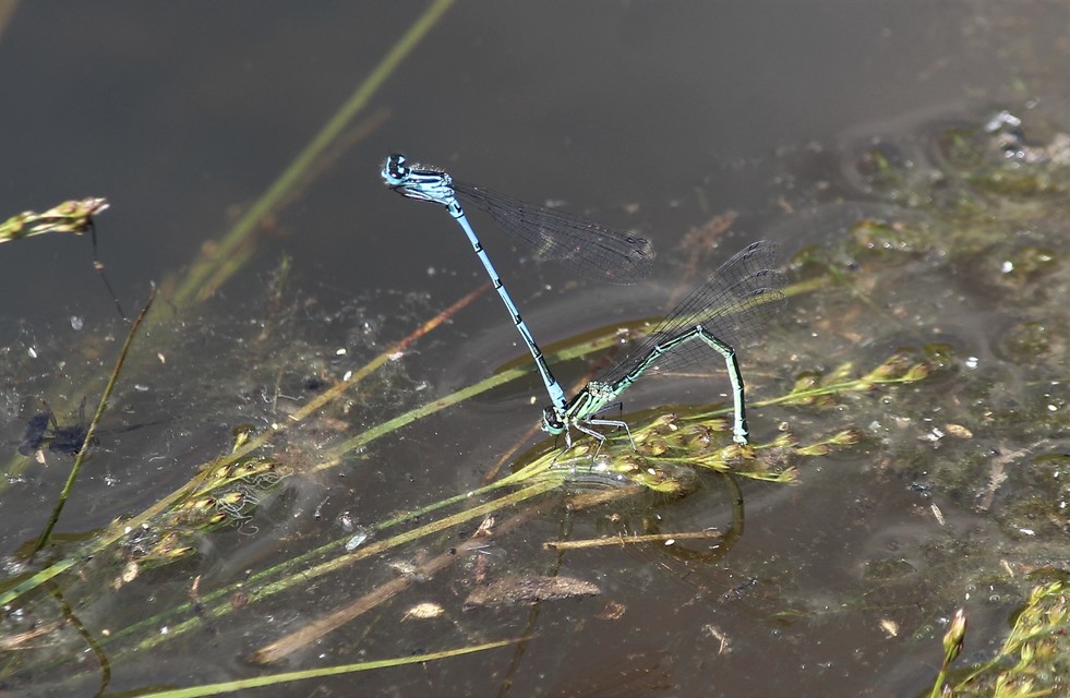Coenagrion puella - azúrkék légivadász