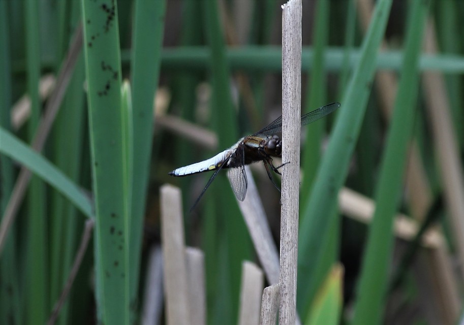Libellula depressa - széles laposacsa