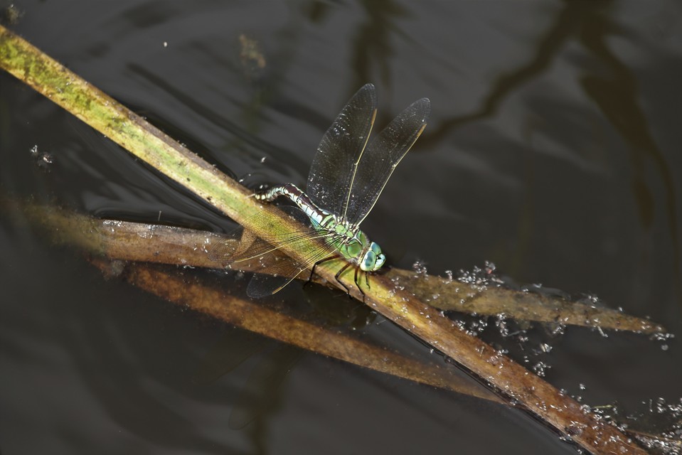 Anax imperator - zöld óriásacsa