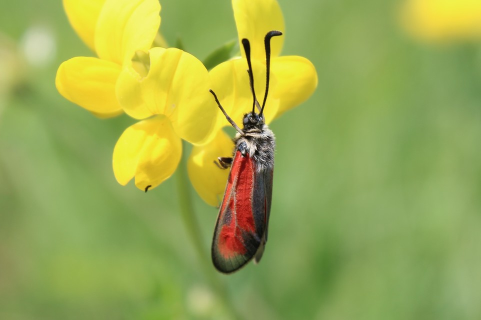 Zygaena punctum - pettyes csüngőlepke