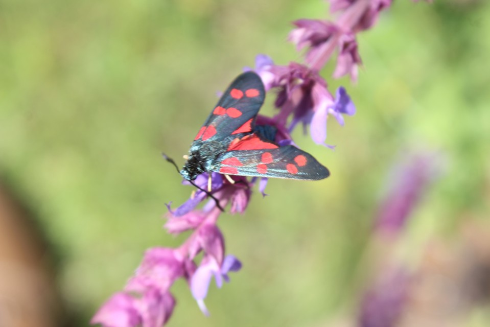Zygaena filipendulae - acélszínű csüngőlepke