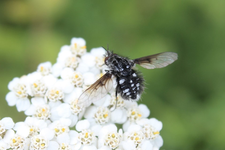 Bombylella atra - ezüstpettyes pöszörlégy