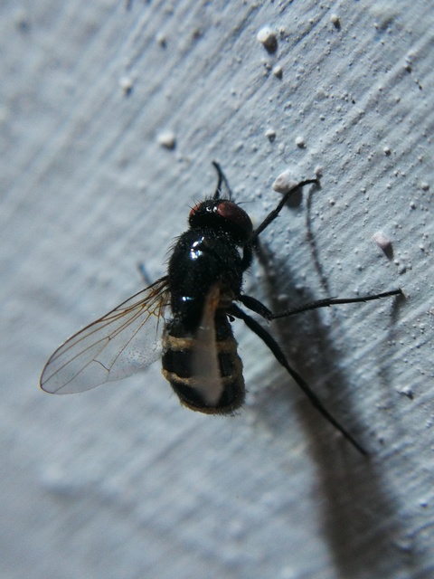 Muscidae - igazi legyek