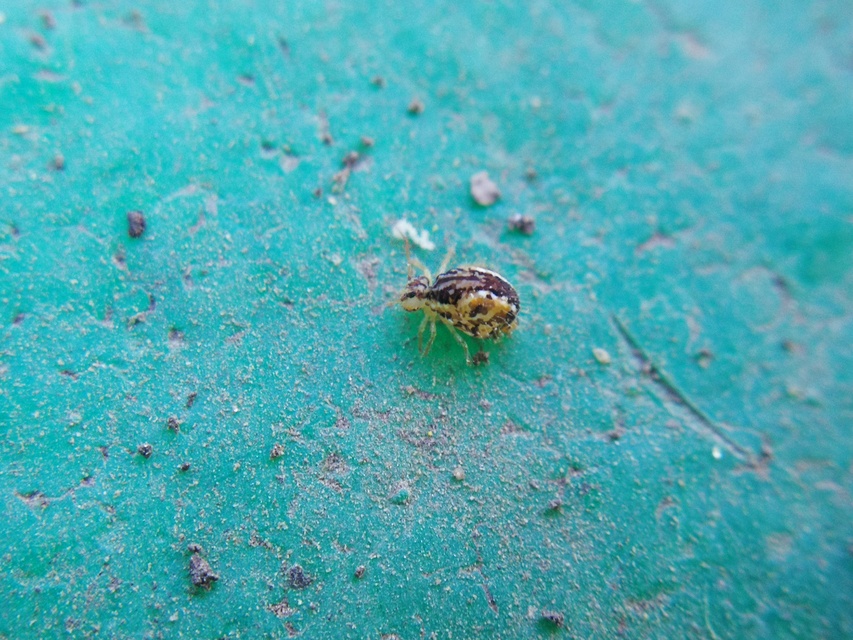 Sminthurus maculatus