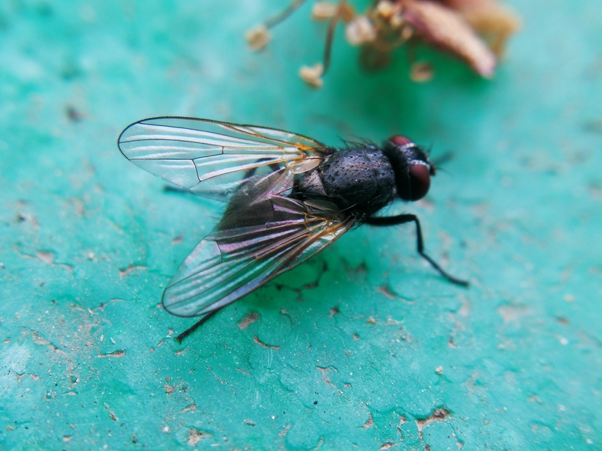 Muscidae - igazi legyek
