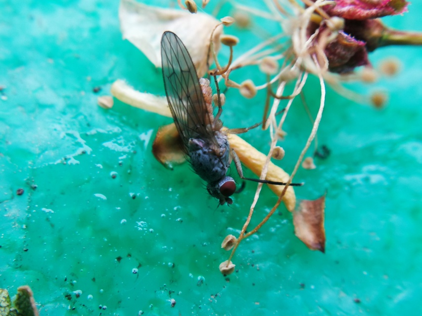 Heleomyzidae - tüskésszárnyú legyek