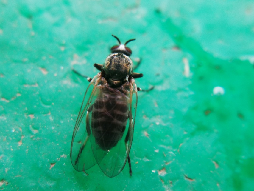 Simuliidae - púposszúnyogok