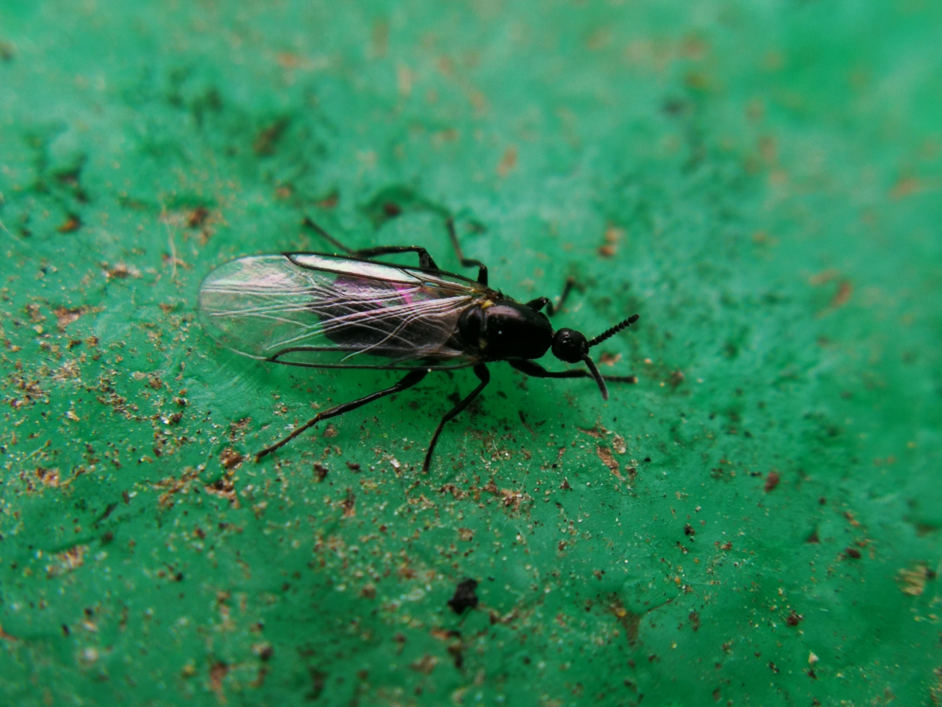 Scatopse notata