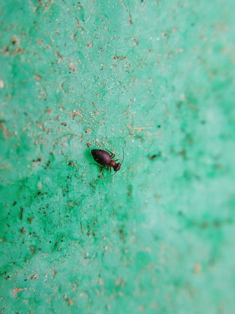 Psocoptera - Fürgetetvek