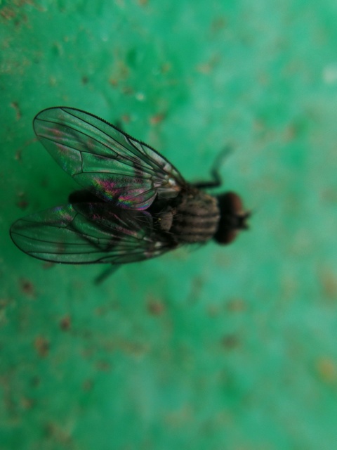 Muscidae - igazi legyek