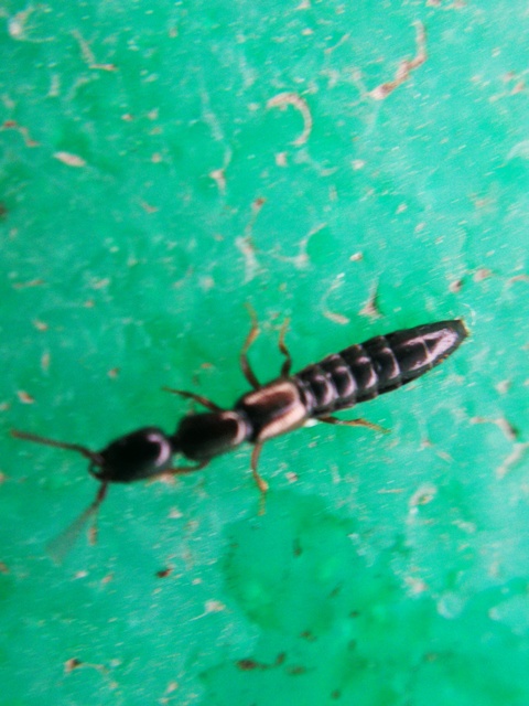 Xantholinus Xantholinus