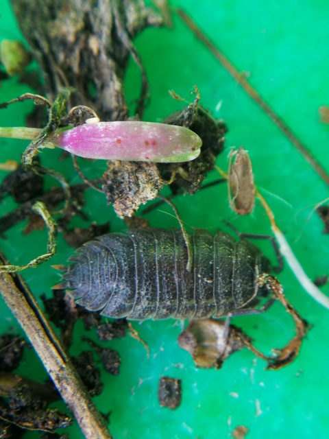 Trachelipus