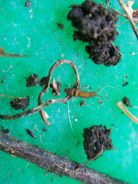 Orchesella cincta