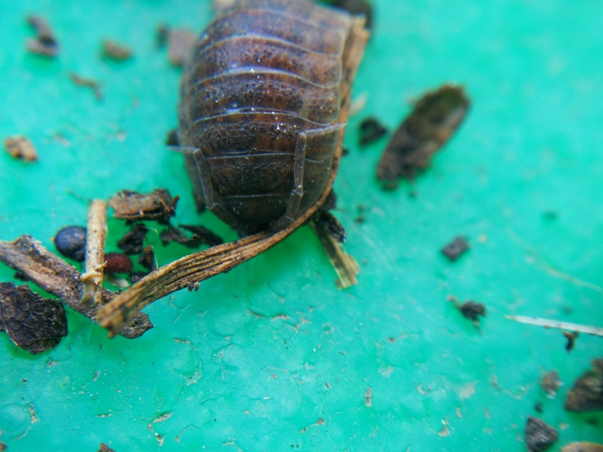 Porcellio scaber - érdes pinceászka