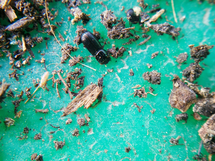 Pleurophorus caesus - hengeres trágyabogár