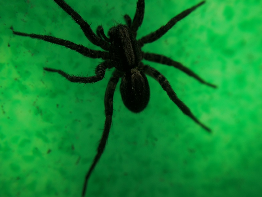 Alopecosa pulverulenta