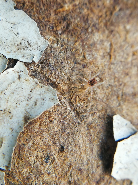 Anystidae