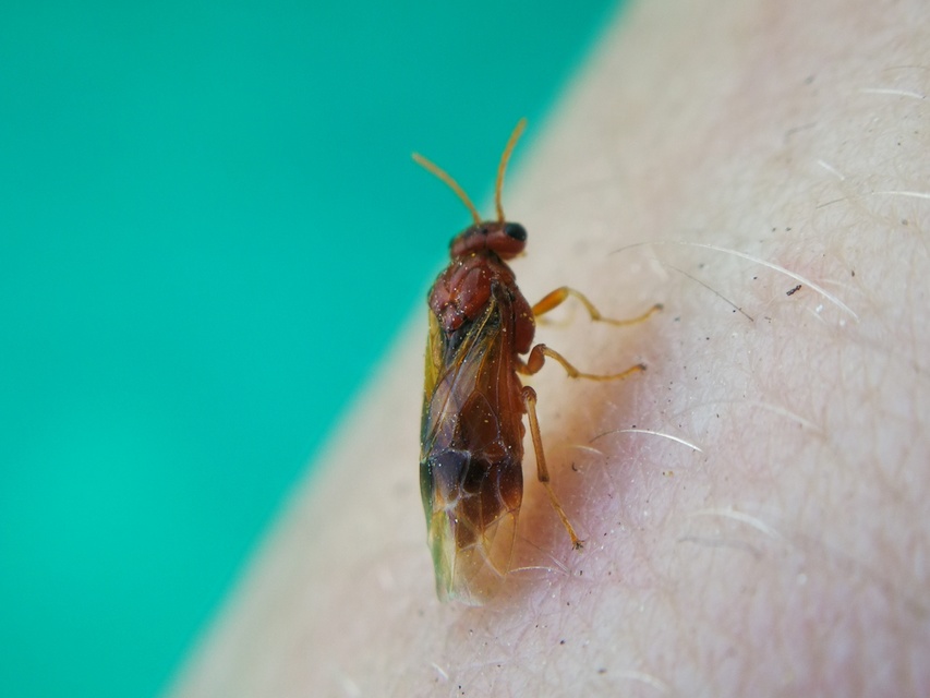 Tenthredinidae - valódi levéldarazsak