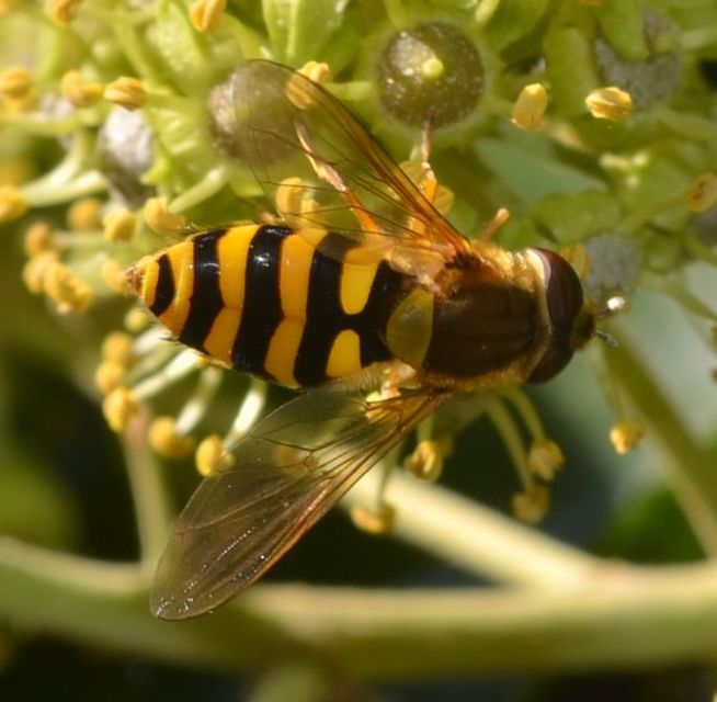 Syrphus