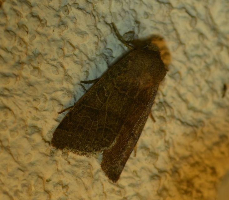 Anchoscelis nitida - rozsdabarna őszibagoly