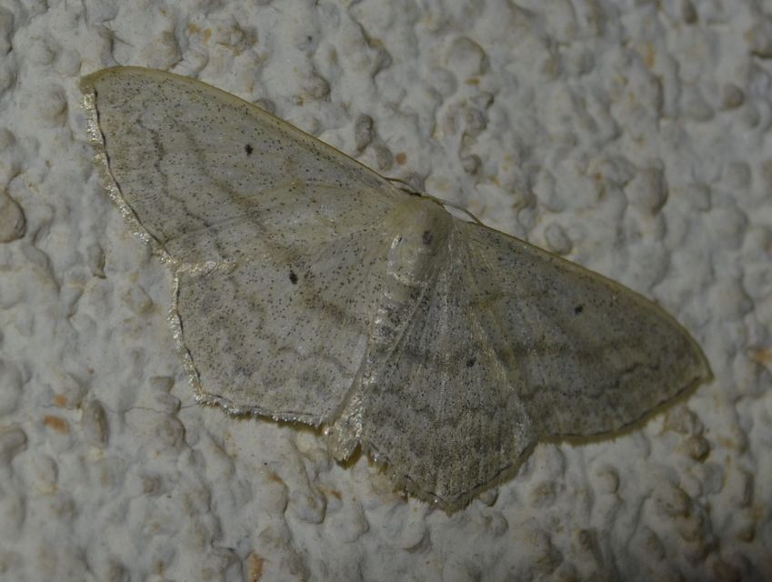 Scopula nigropunctata - feketepettyes araszoló
