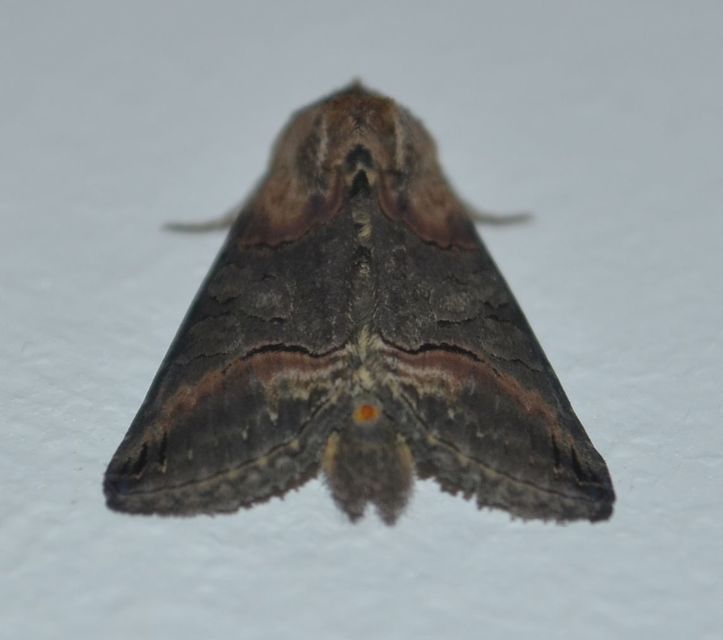 Abrostola triplasia - közönséges csalánbagoly