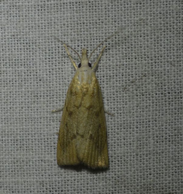 Calamotropha paludella - barna nádlevélmoly