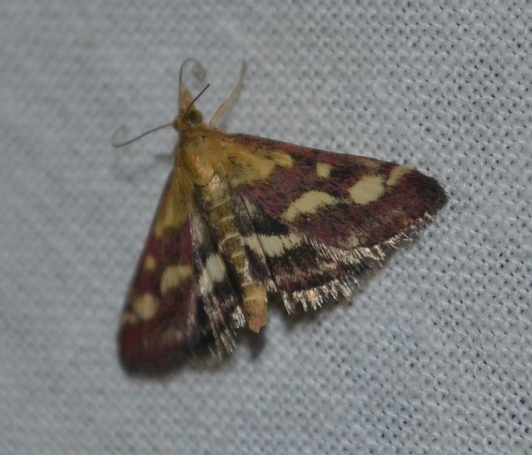 Pyrausta ostrinalis - ritka bíbormoly