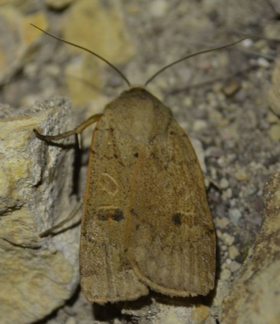 Noctua comes - kis sárgafűbagoly