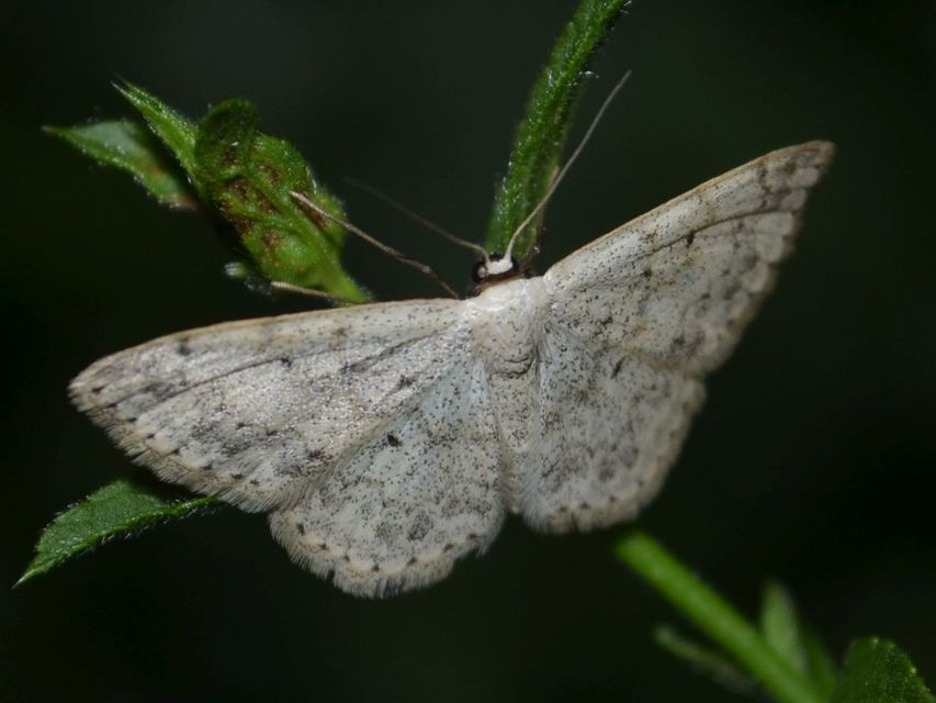 Scopula marginepunctata - pettyes sávosaraszoló