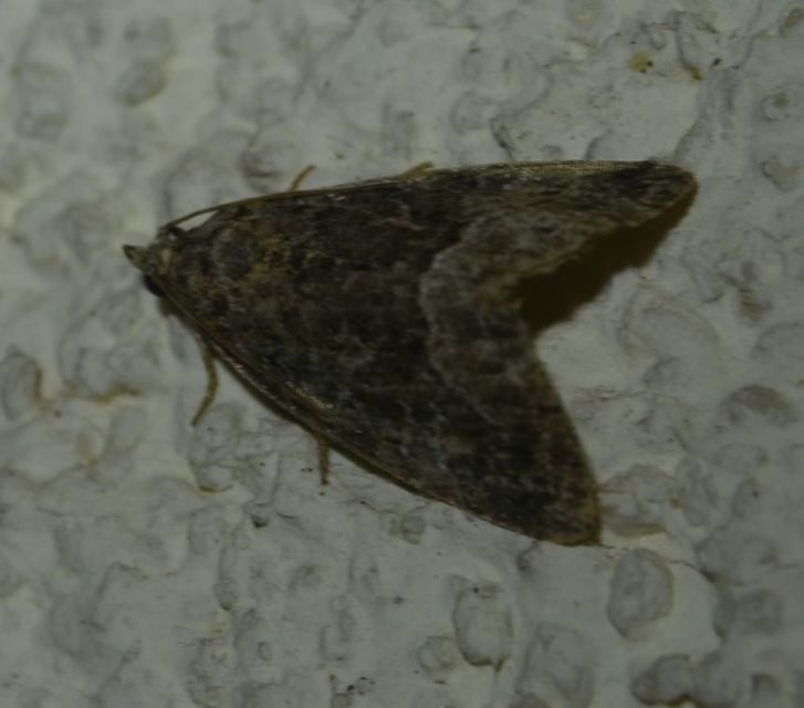 Oligia strigilis/latruncula/versicolor