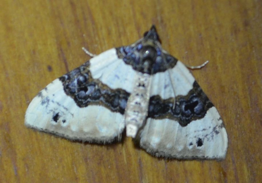 Cosmorhoe ocellata - szemes galajaraszoló