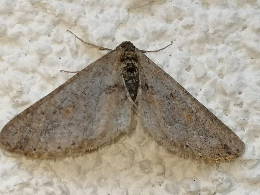 Agriopis bajaria - kökény-téliaraszoló