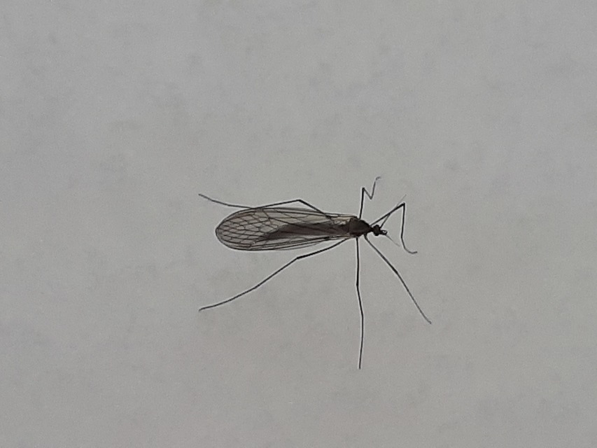Trichocera