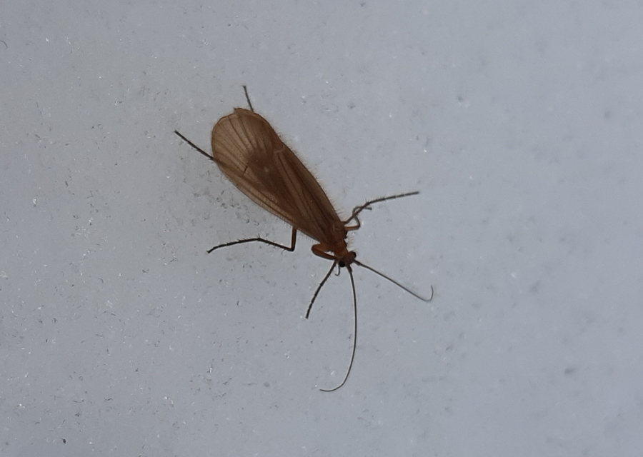 Trichoptera - Tegzesek
