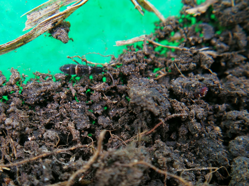 Collembola - Ugróvillások