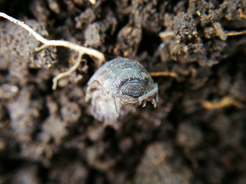 Porcellio scaber - érdes pinceászka