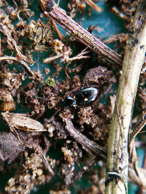 Bembidion assimile - kis gyorsfutó (Bembidion assimile)